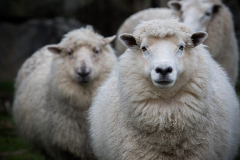 La provenance de la laine
