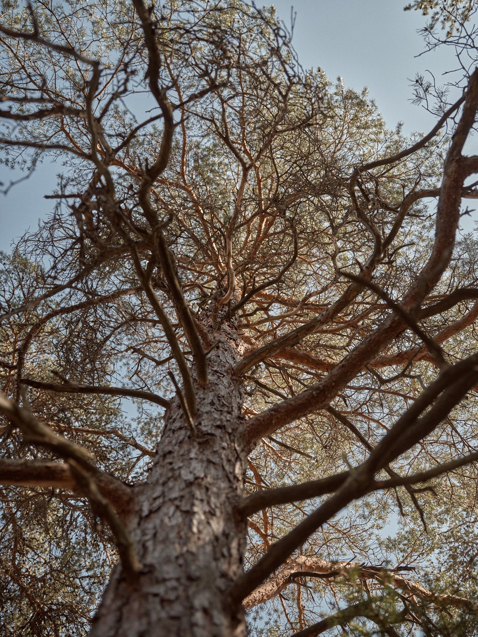 Laine Magazine Issue 18